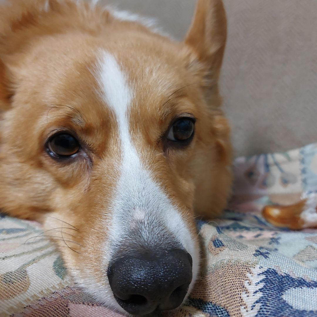 ユトレミ セレモニーワンピース シューズおまけ by メルカリ 