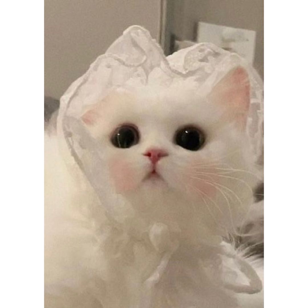 悪魔執事と黒い猫 あくねこ ハート缶バッジ フェネス - メルカリ
