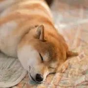 艦これ 榛名改二乙 レンジャー シール 外神田酒保 メロンブックス  