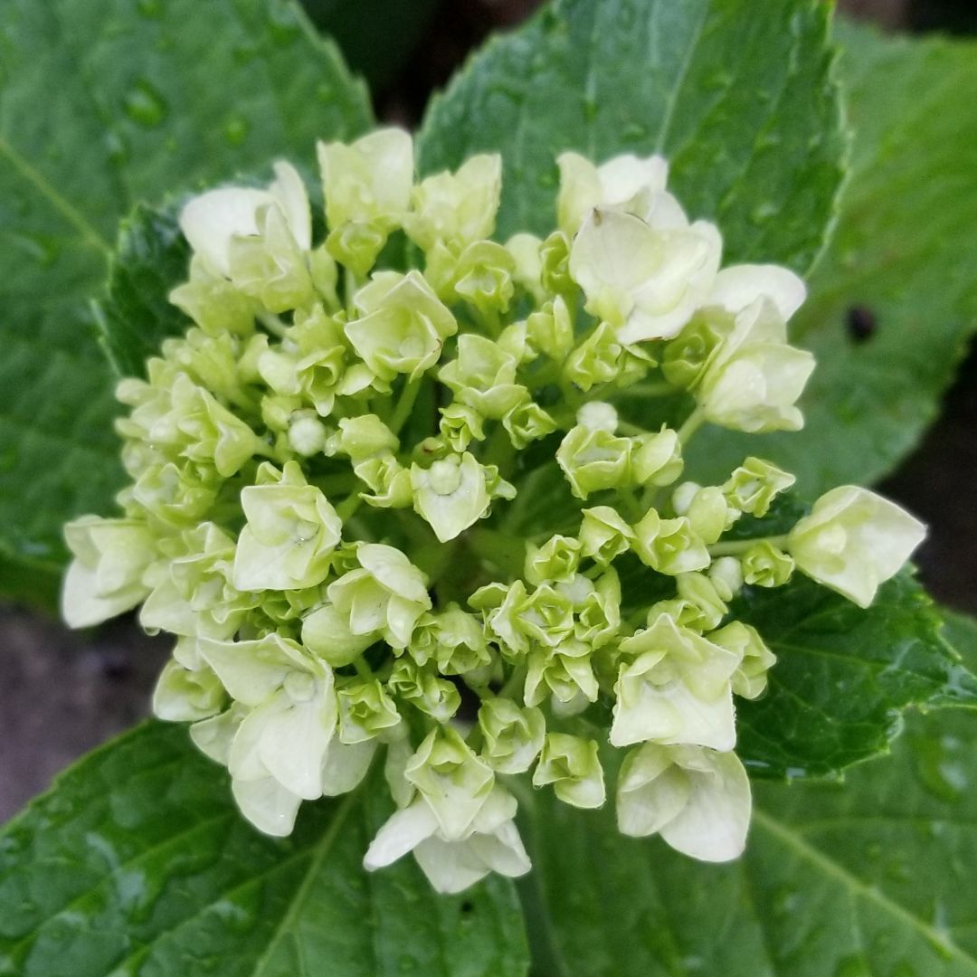 新品 彩色印記 PET亮面マスキングテープ マステ 6m - メルカリ 