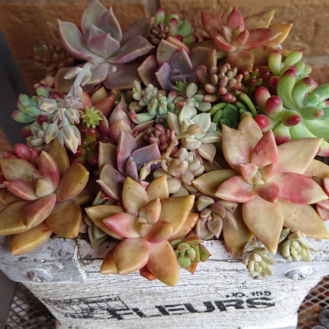 21年度発行BL一冊100円+送料2【2】 - メルカリ 