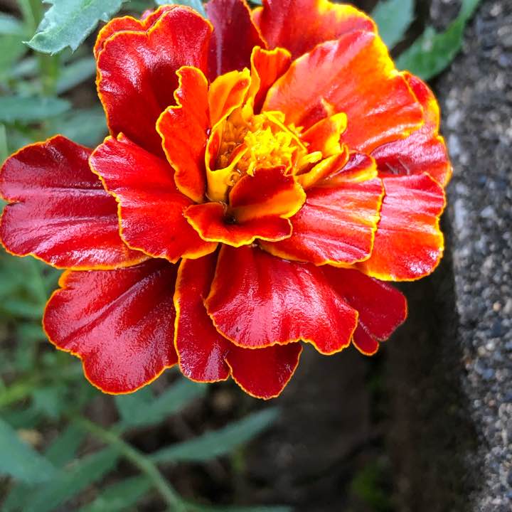 マリーゴールドの出品情報 評価 27 出品数 102 メルカリ スマホでかんたん フリマアプリ