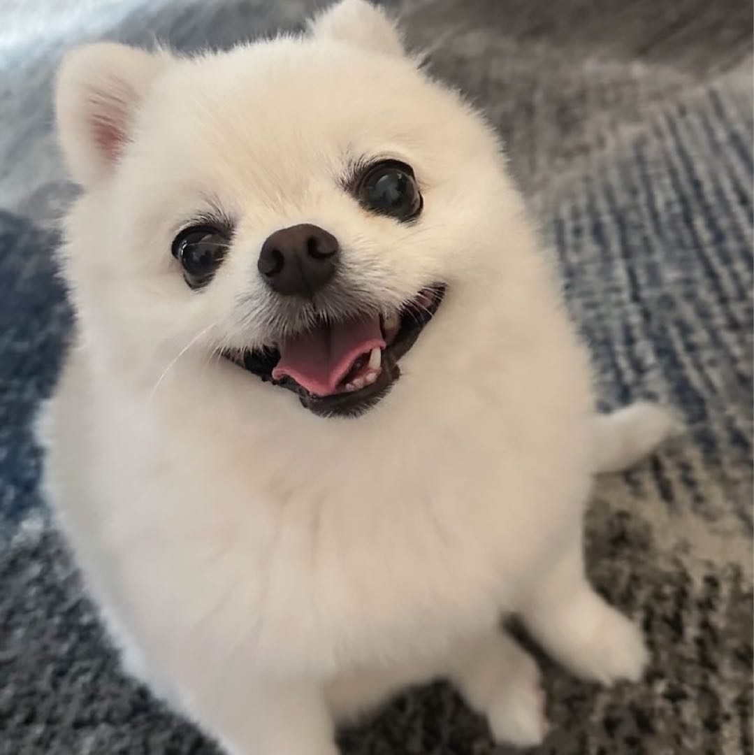 ちゃんまる の出品情報 評価 6 出品数 396 メルカリ スマホでかんたん フリマアプリ