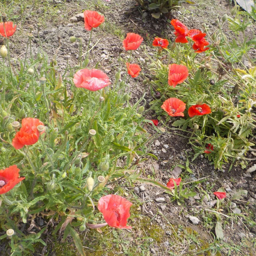 本物品質の 古い龍笛です 管楽器 Chaletaanmeerenzee Nl