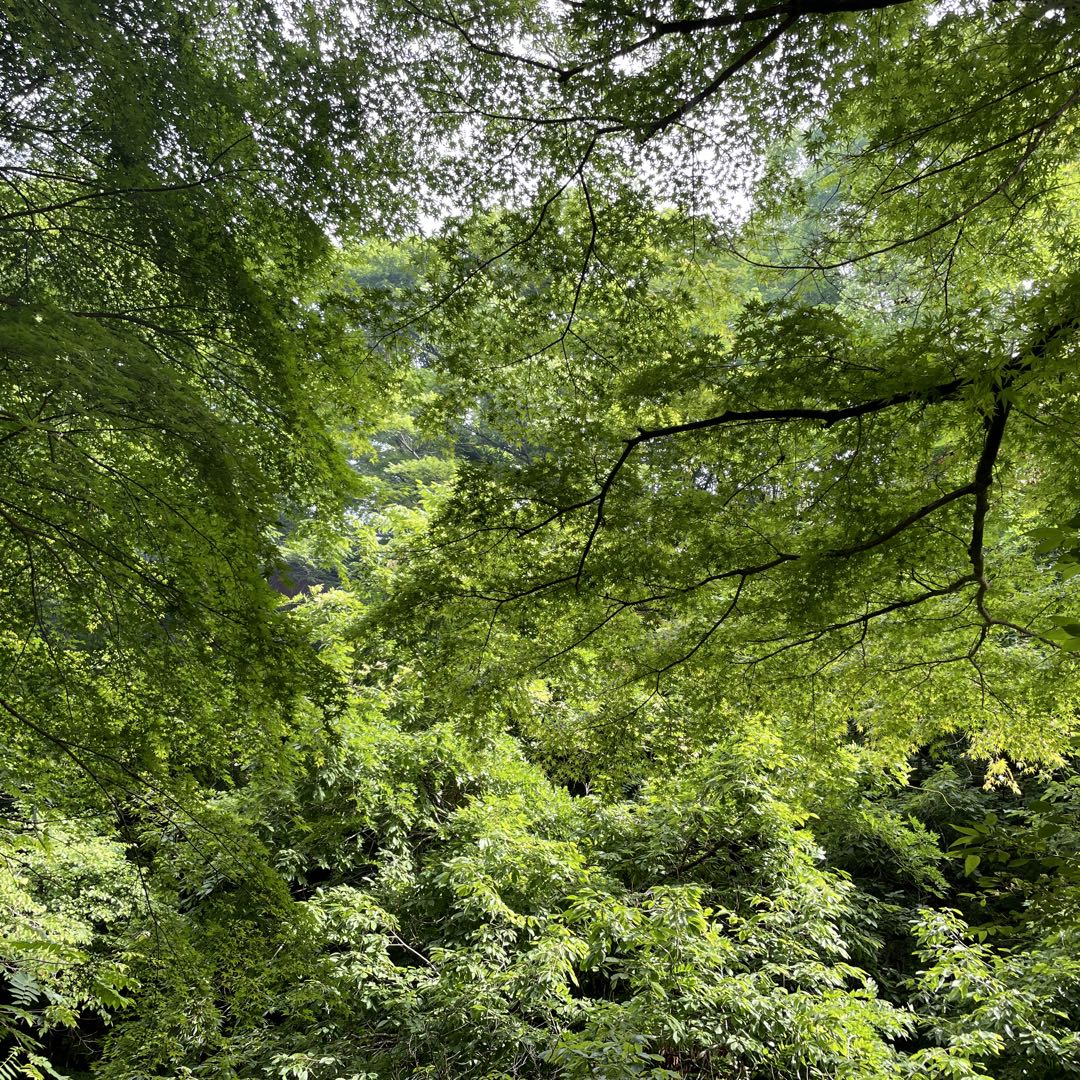 極美品】プリーツプリーズ シフォンレイヤードワンピース ブラック L 
