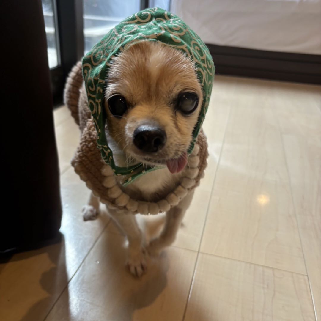 dolly drawers pants 〇 yuka haseyama - メルカリ 