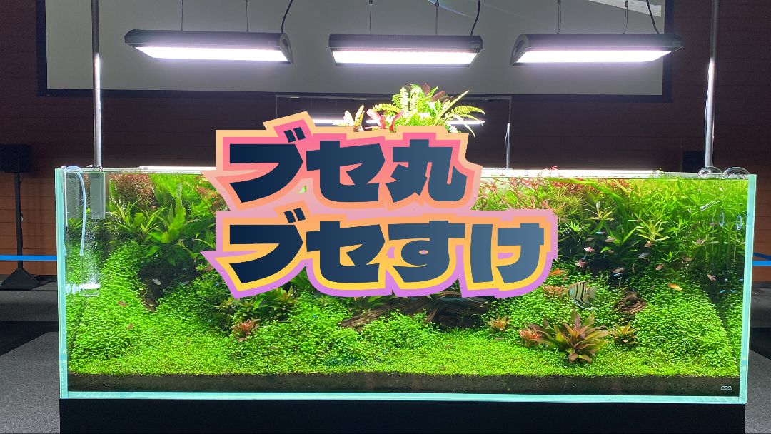 貴重】【採取終了】ブセファランドラsp.ゴジラ12株＋本ナロー5株 コケ  