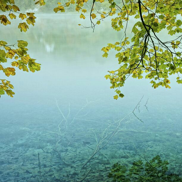 る・ひまわり るひま もえ・る剣 Dぇい！group スーパーレア2 Tシャツ  