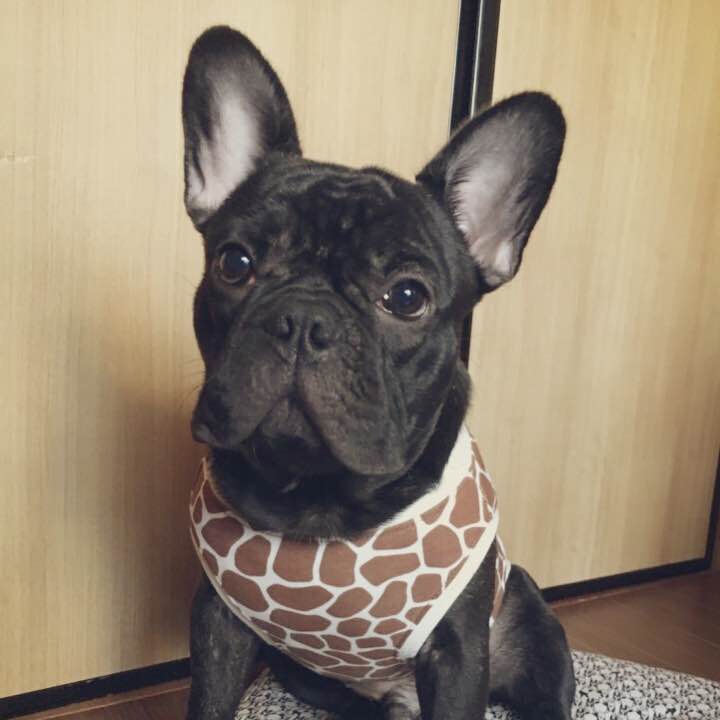 ぴんぴこ プロフ必読 の出品情報 評価 279 出品数 176 メルカリ スマホでかんたん フリマアプリ