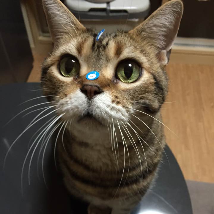 コンパクトクーラー ステンレスキューブ付き - メルカリ 