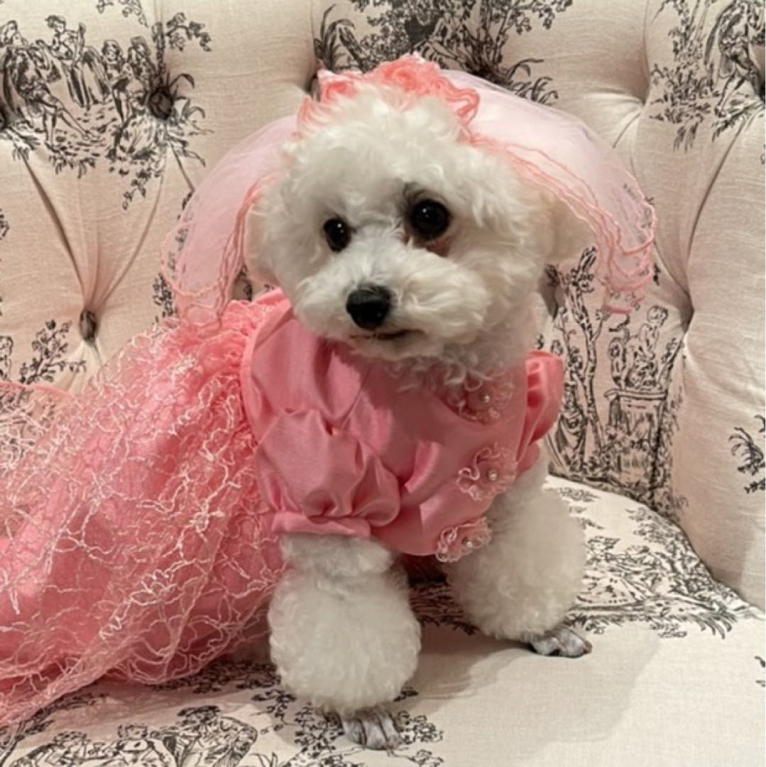 新品未開封GYAROMIギャロミ クトゥルフオイド イカリ グレイフロッキー  