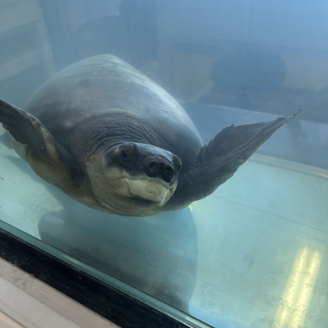 亀甲竜 せっかちくん 発根済 クリスマスセール - メルカリ 