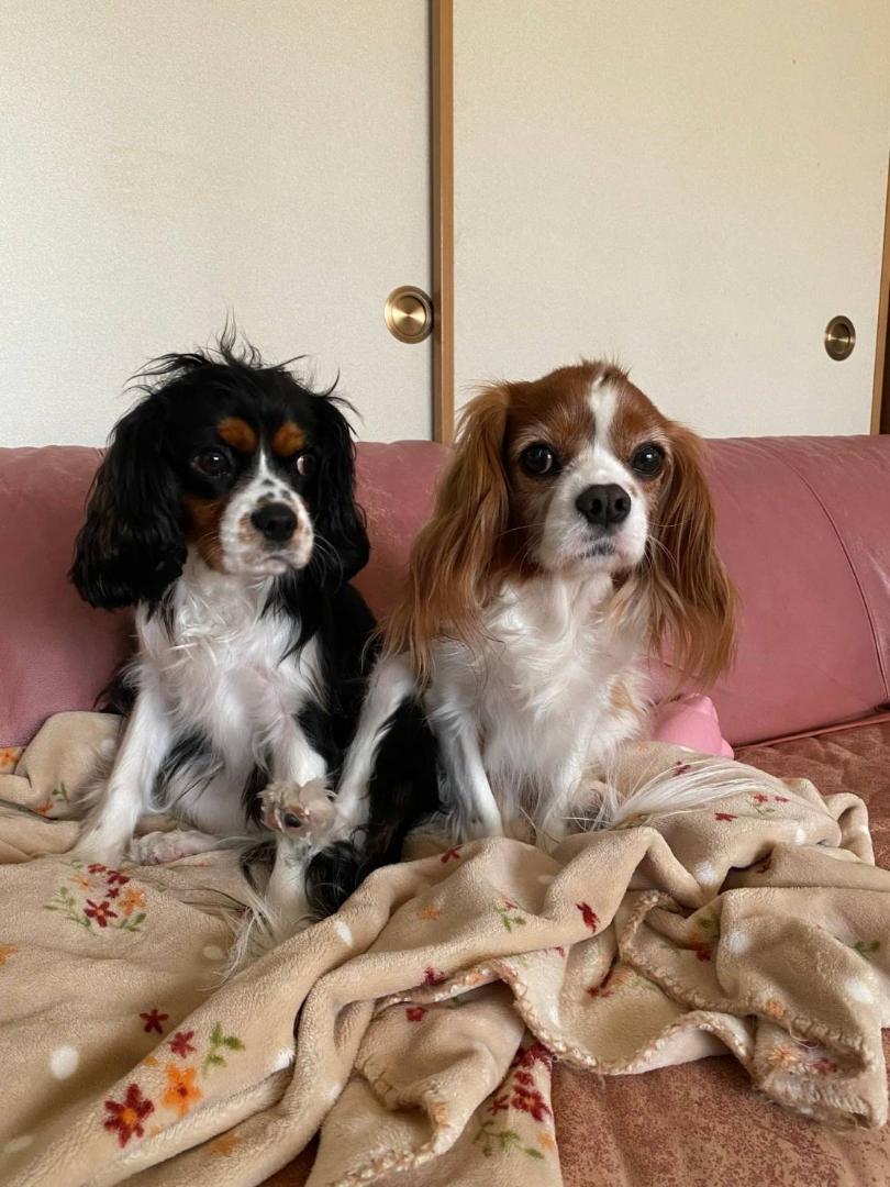 予約生地】ペンギン キャバリア 雪 パネル生地 10柄 - メルカリ 