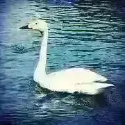 雨のち晴れ ⭐️ シーグラスアート ヒーリング 北欧 癒し 雨 クマ  