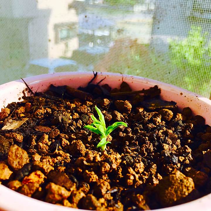 箱、ギャラ完品》ヴィンテージアルハンブラ ペンダント - メルカリ 