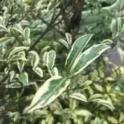 Nemo moki3P ニーモモキ(iwatani-primus) - メルカリ 