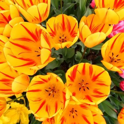 バジーレ28 大きいサイズ ノーカラー ボレロジャケット ゴールド  