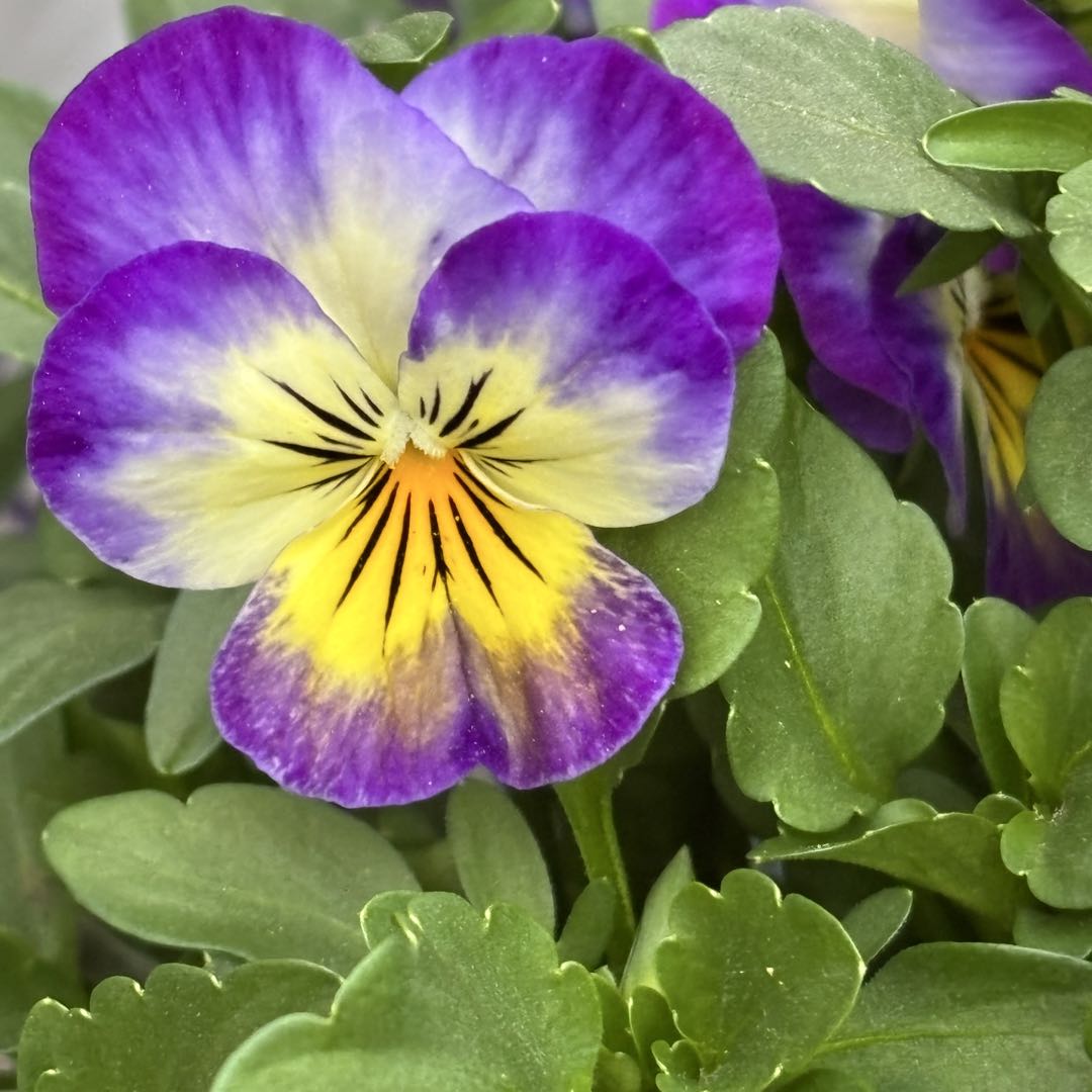 ☆有田焼の茶筒 お茶の葉入れ 陶器☆ お花がきれい♡ - メルカリ