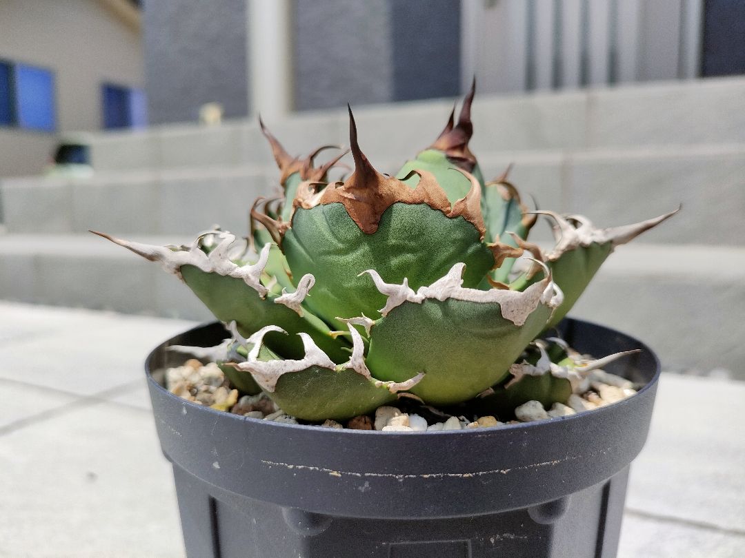 最強SAD 南アフリカダイヤモンド 直系子株 - メルカリ 