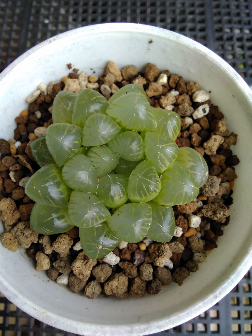 八角鉢セット◎各10個◎2号・2.5号・3号 アガベ 多肉植物