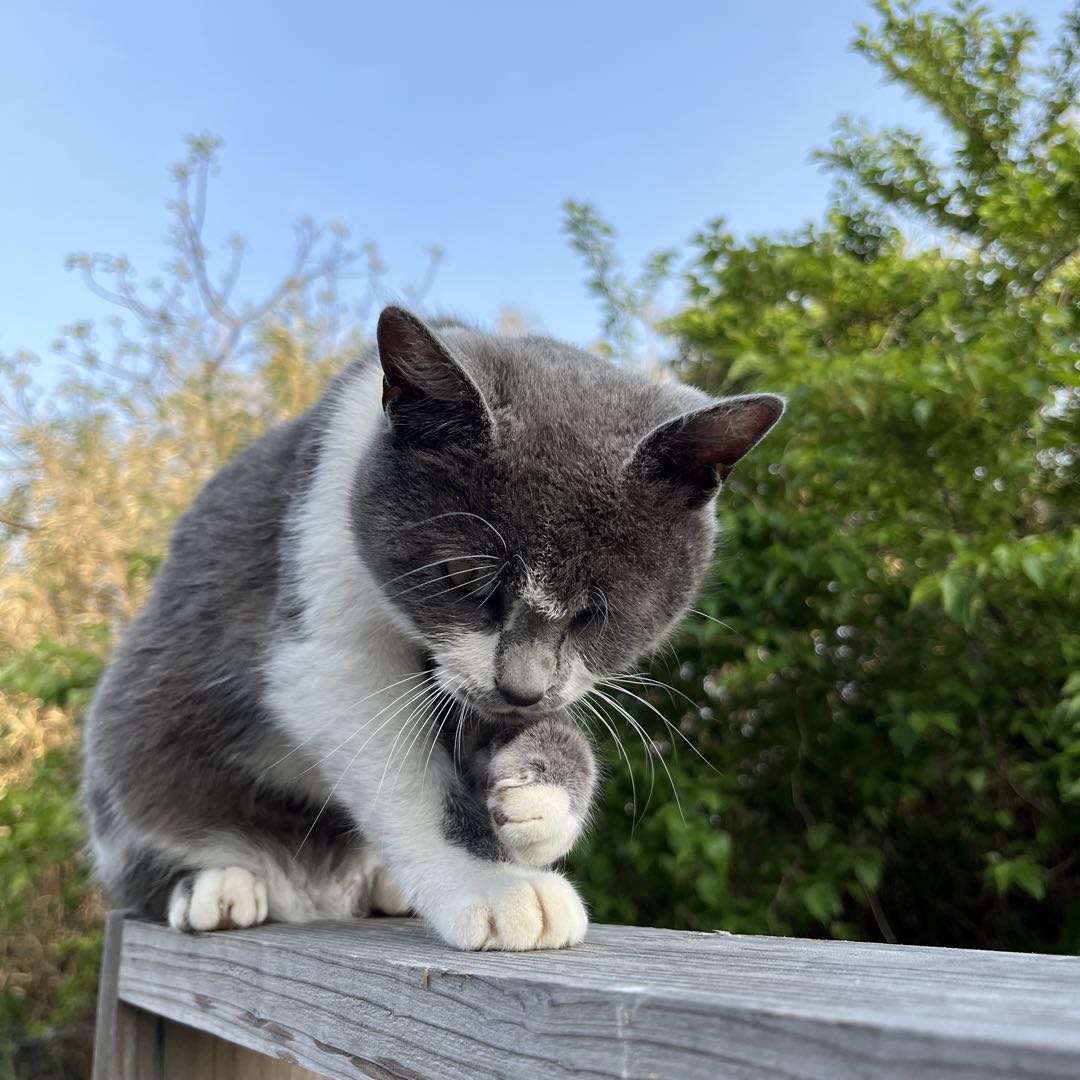 最終値下げ 訳あり ゼノア BC2650 草刈機 - メルカリ 