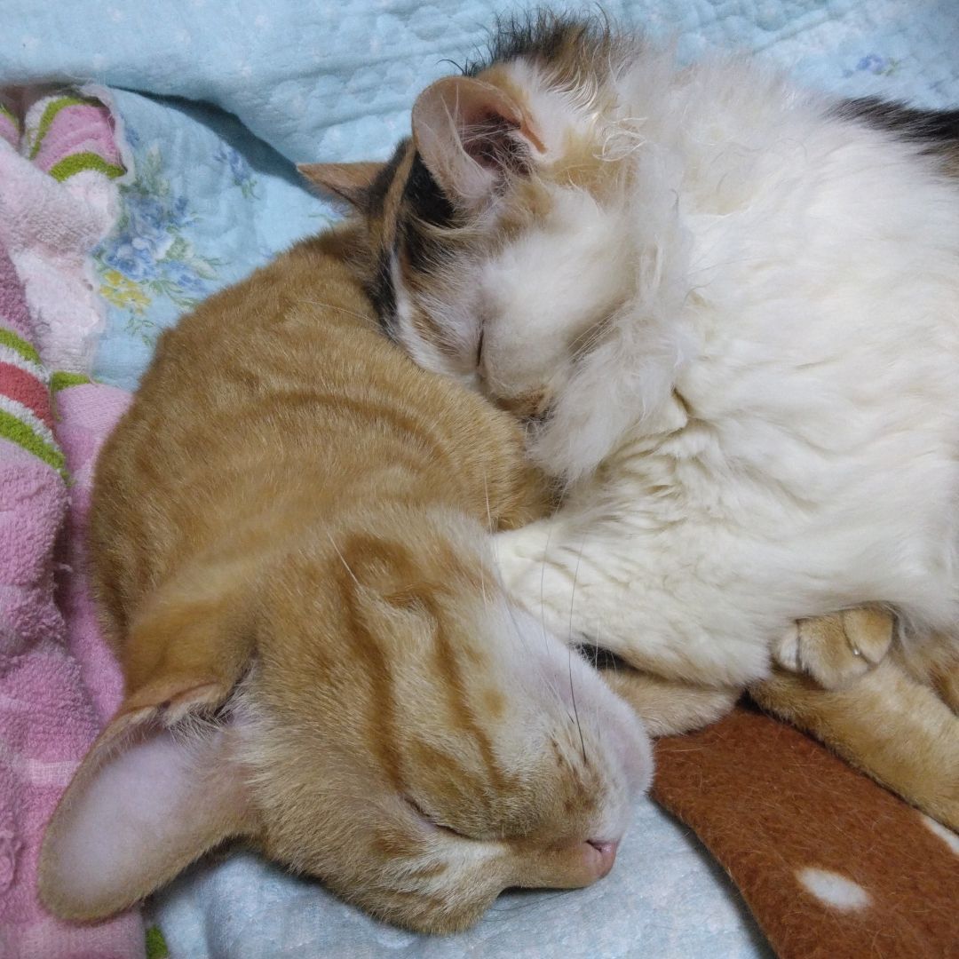 送料込☆西陣織 和装用手提げ鞄☆タグ付き未使用☆少々年代物☆寒色系  