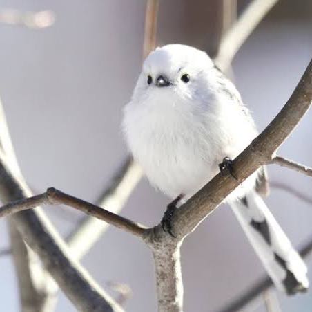 SSMイタリア産ムートンコート☆Lサイズ