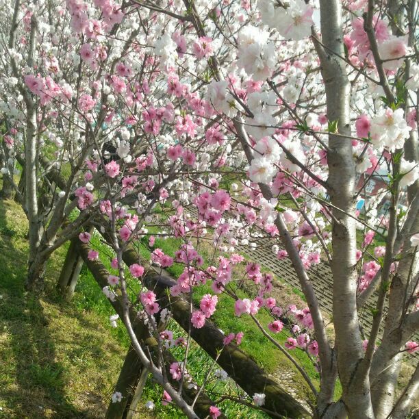 国内最安値! 【汚れ、傷あり】マニフレックス シングル マットレス