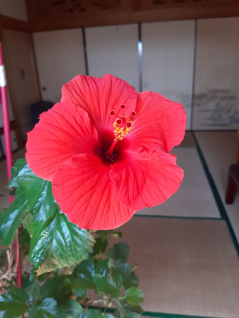 味ぽん様 リクエスト 2点 まとめ商品 - メルカリ 