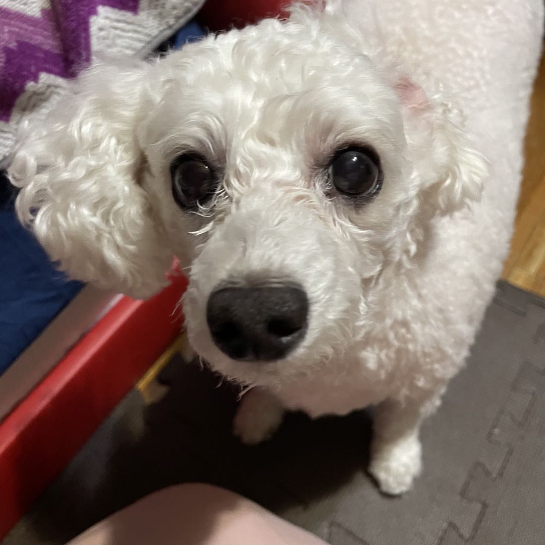 最低価格の SAGA最高級シルバーフォックスお取置き中です⚠️ 毛皮