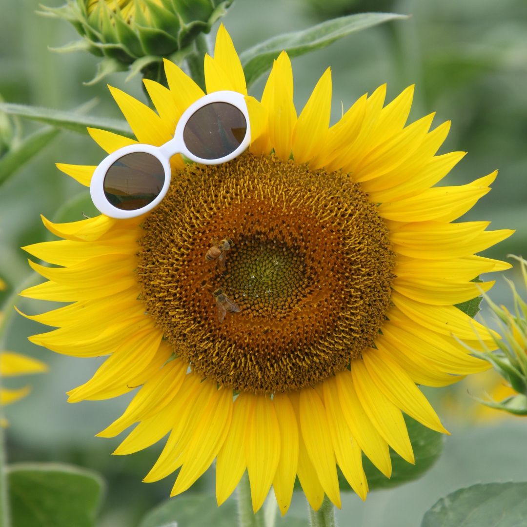 狼と香辛料 ホロ 抱き枕カバー[ムービック] - メルカリ 