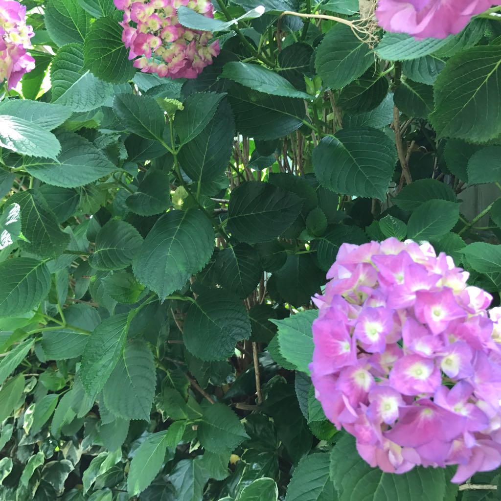 meguさま専用 フミカウチダ 今季完売品 パニエ 黒 by メルカリ 