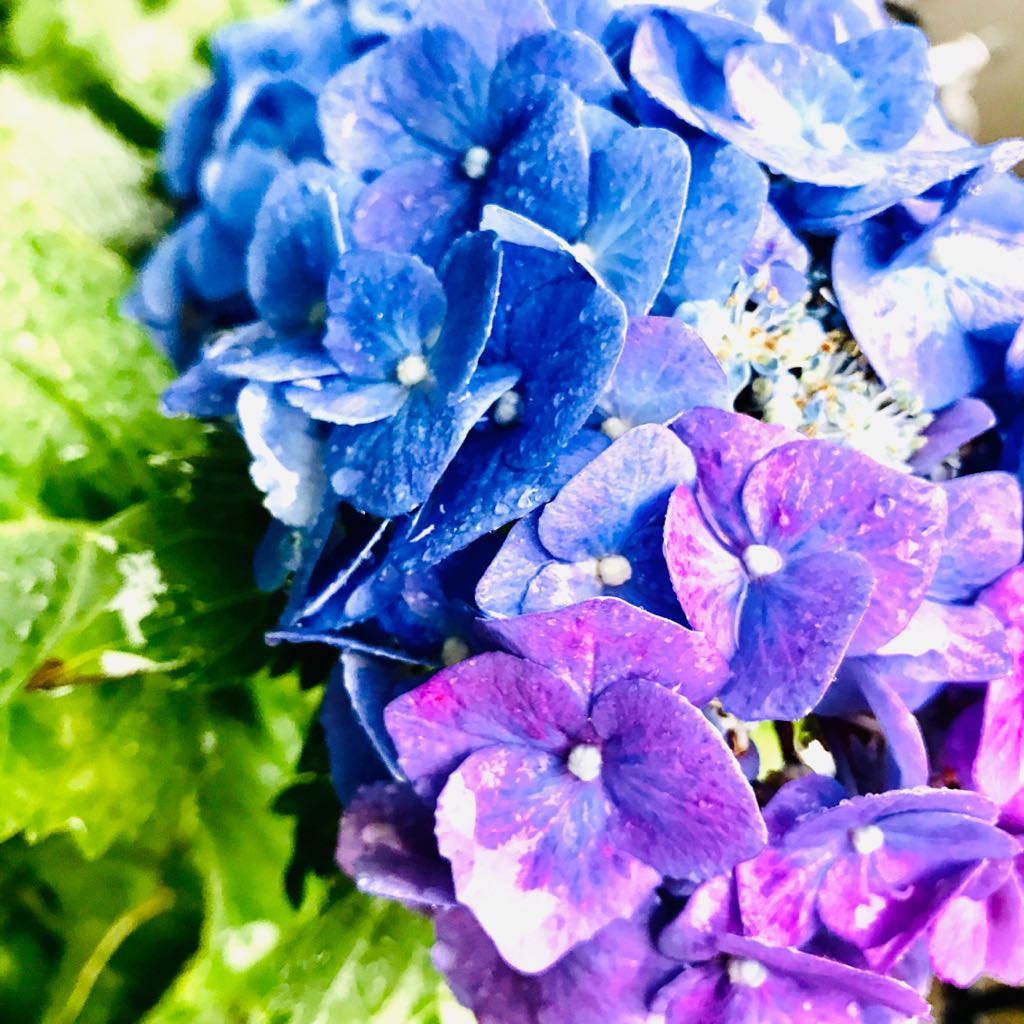 むDOU 素材色々♡着物はぎれ❣️お試し15種セット 17×30cm - メルカリ 