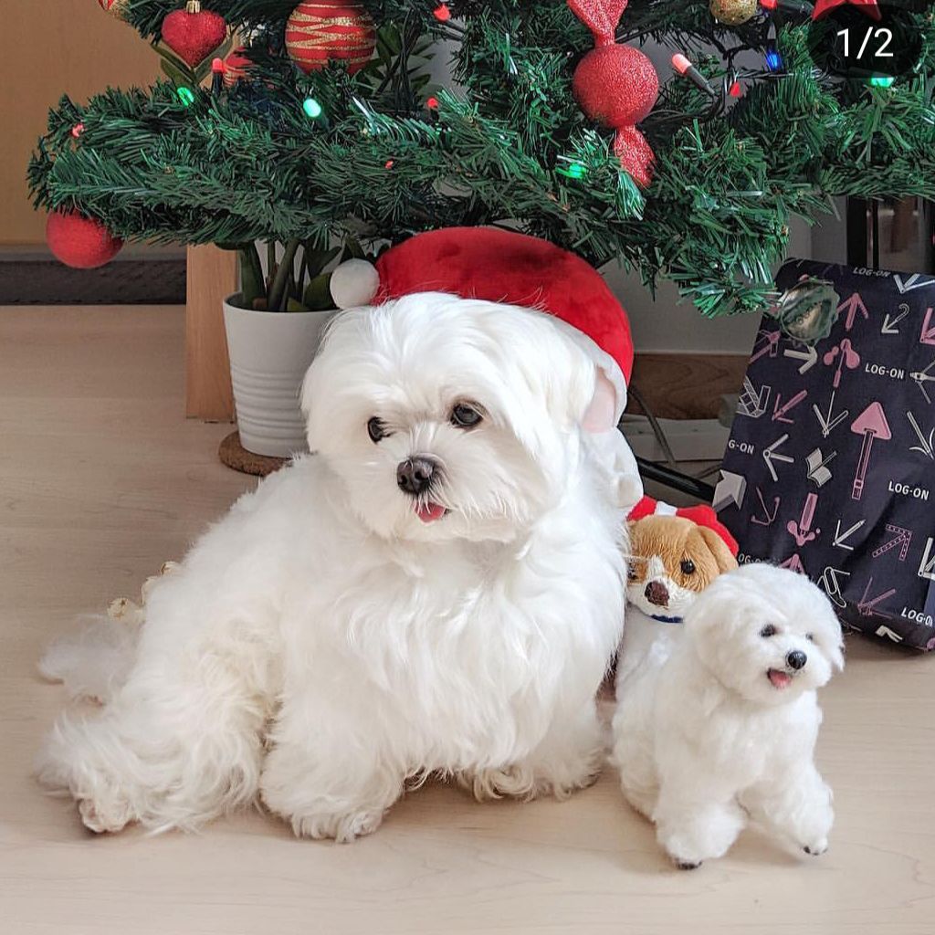 新品タグ付き☆アレキサンダーマックイーン ペプラムスウェット 42  