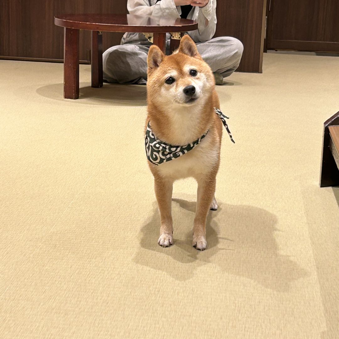 ⭐︎破格⭐︎ニードルズ トラックパンツ ナロー トープ M 男女兼用 