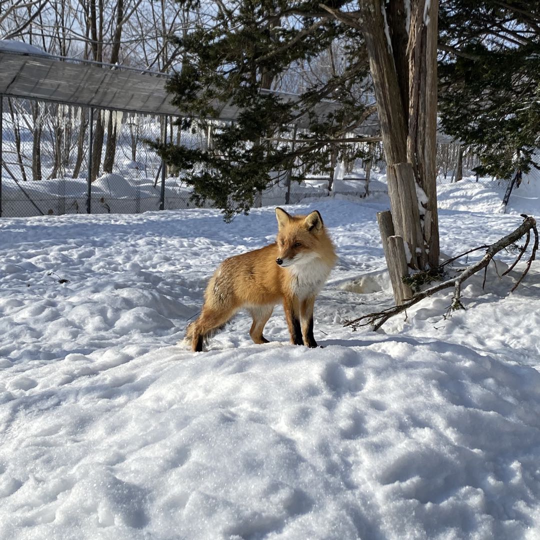 sky星を紡ぐ子どもたち 夢かなう くまはぐ ピンバッジ 未連携 付箋  