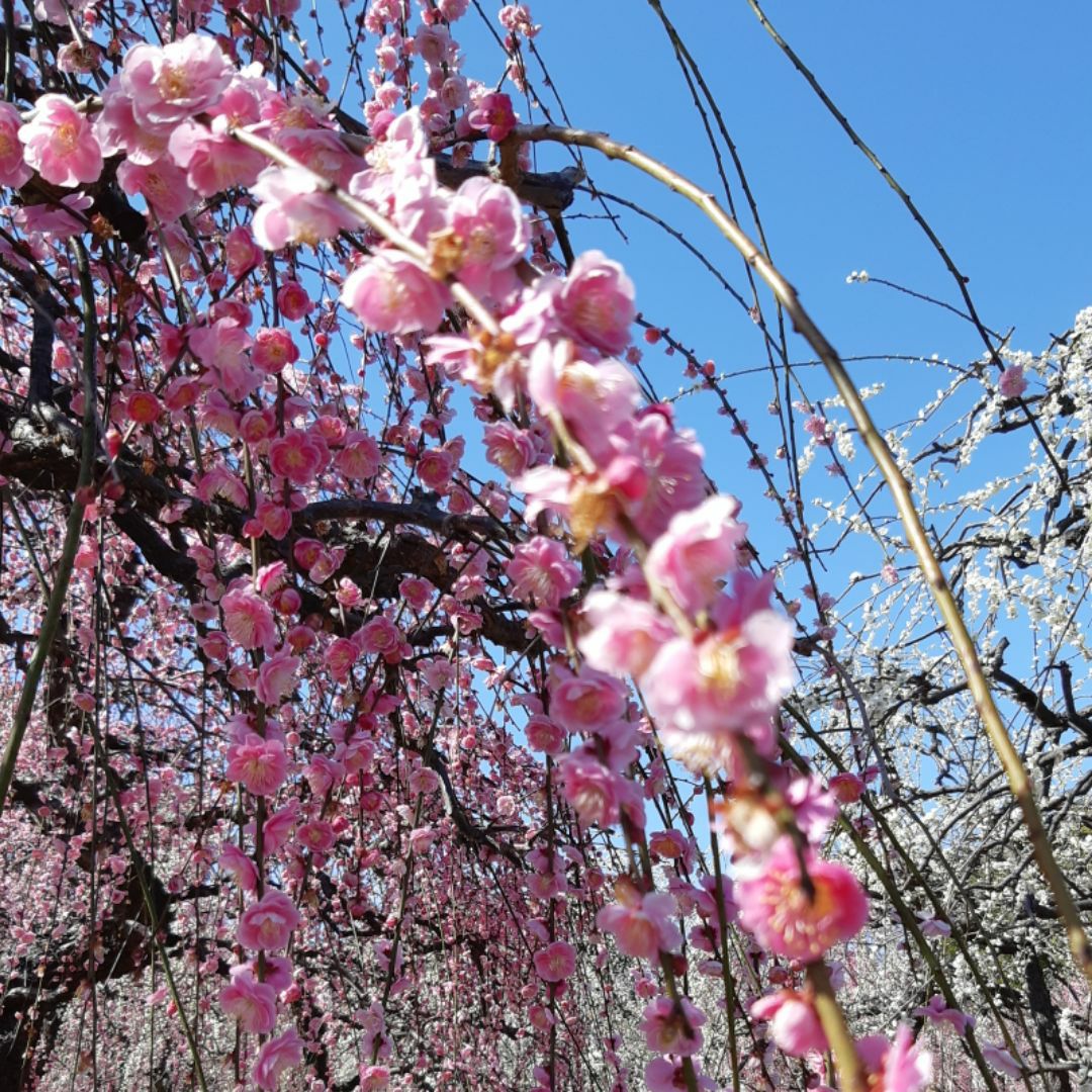 円形一枚板テーブル 座卓 花梨 コタツの天板 100cm アンティーク 