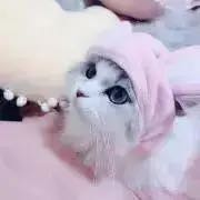 話題の人気 LaLaDX3月号応募者プレゼント会長はメイド様！ 猫にワガママ クリアファイル