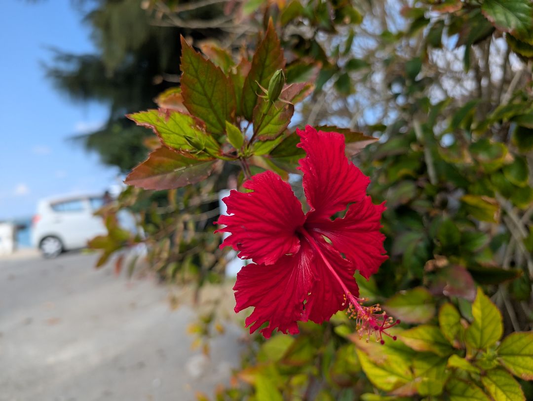 定期入れの シノワーズ 大量 【38個セット】まとめて シナリー 香水