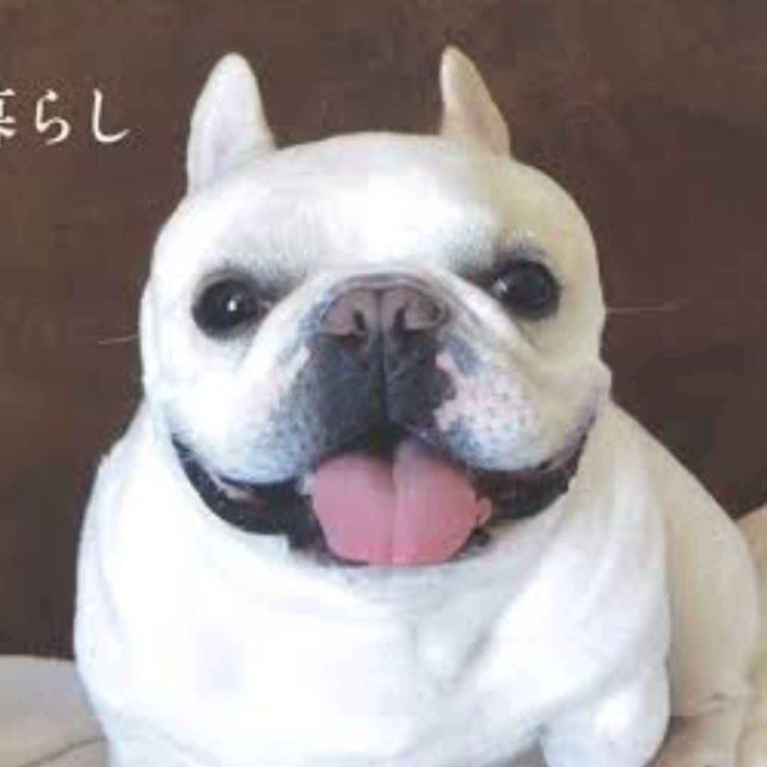 52☆ふりふ・豆千代モダン 袷 - メルカリ 