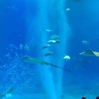 特別オファー 【kikoさま専用】エミレーツ航空ファーストクラス