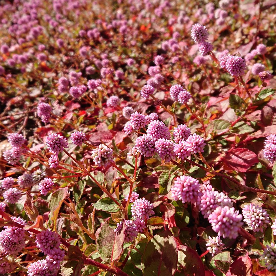 271 インナーマスク 刺繍 マーガレット ピンクベージュ - メルカリ 