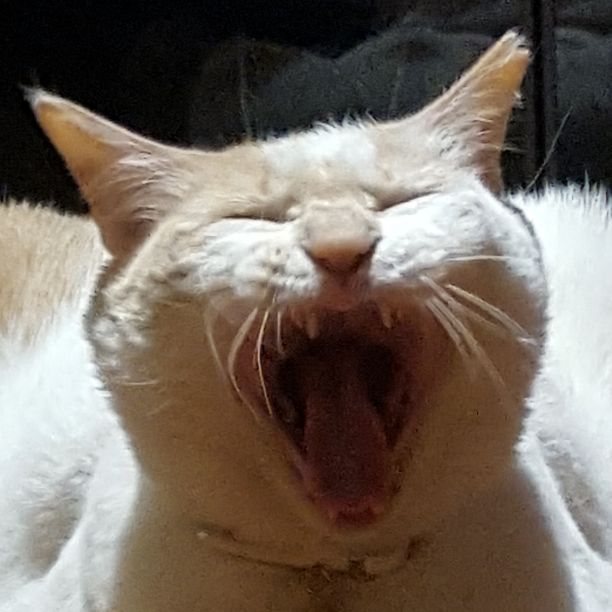 ☆美品☆貝殻の小物置き＆封書差し(ペーパーナイフ付)