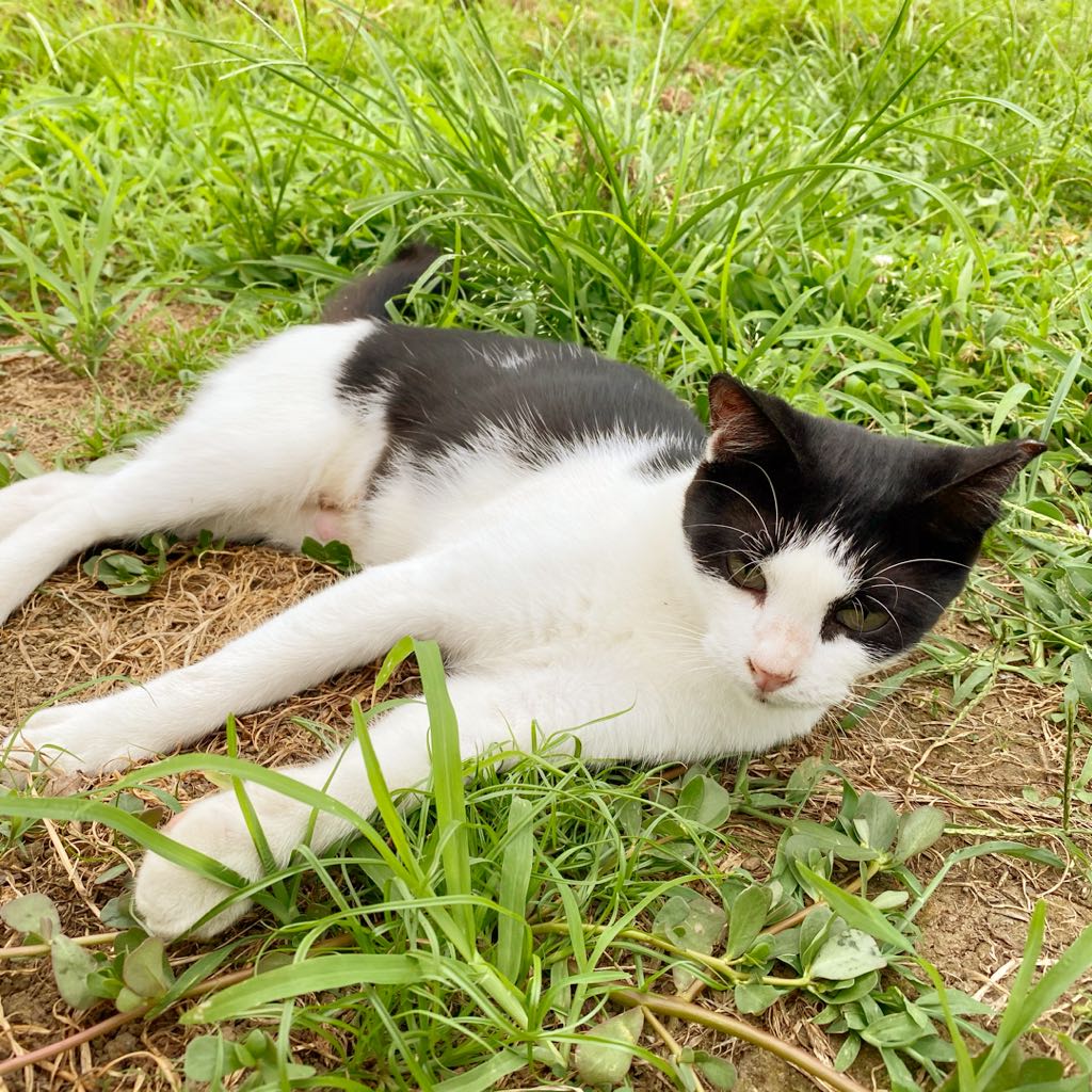新品未使用】きんいろモザイク遮光カーテンきんモザ