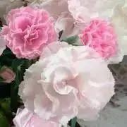 みこももの出品情報 評価 246 出品数 243 メルカリ スマホでかんたん フリマアプリ