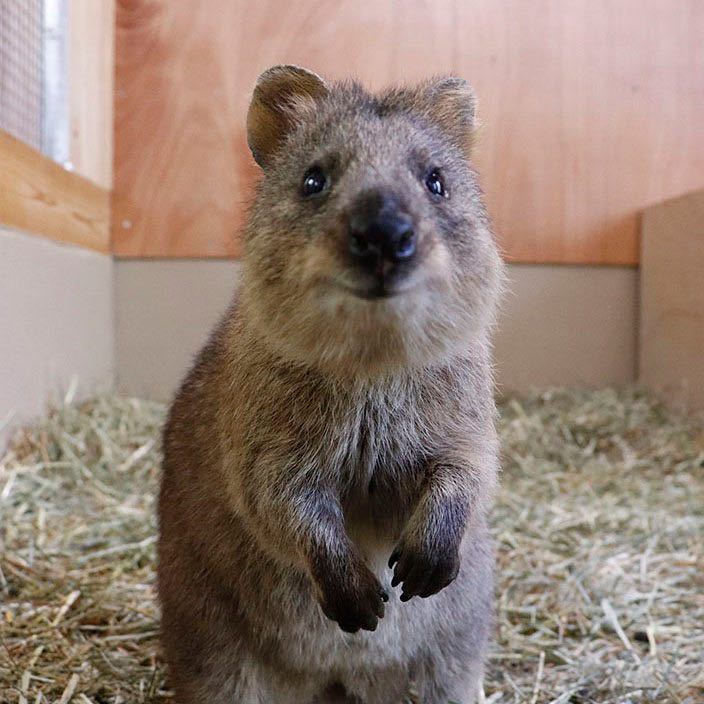 sister Jenni ショートパンツ付きチュールスカート 黒 ジェニー - メルカリ 