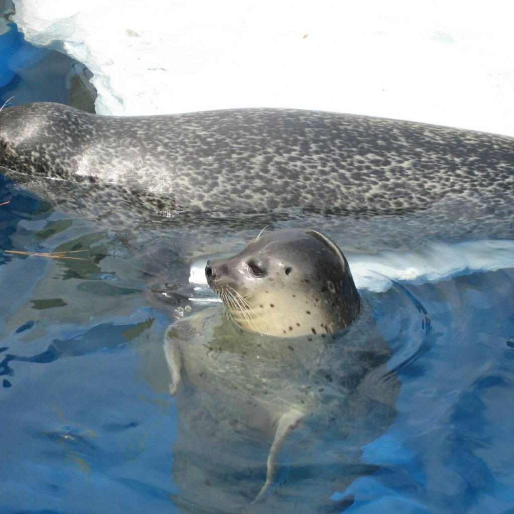 くつん様ページ♥️ヨーキーちゃん 実物大 リアル ぬいぐるみ 分身 