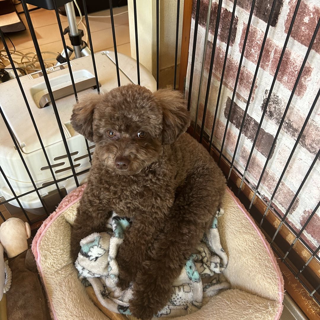 犬用のオムツで開封済みのもの28枚中2枚使 メルカリボックス 疑問 質問みんなで解決