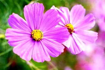 ミュウミュウ エスパドリーユ デニム ビジュー シューズ 厚底 美品 22  