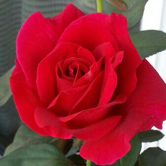 アイスリングにも♡保冷ポーチ にゃんこパーティ(ฅ´ω`ฅ) by メルカリ 